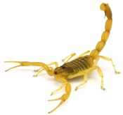 A handout photo obtained on April 4, 2017 shows a Deathstalker scorpion (Leiurus quinquestriatus) in a defensive posture. 
The world's deadliest scorpion, the death stalker, has been caught on high-speed camera for the first time lashing out with its deadly stinger, scientists reported on April 4, 2017. A comparison of half-a-dozen scorpion species filmed at extreme slow motion revealed an unsuspected variety in strike modes, they reported in the journal Functional Ecology. / AFP PHOTO / University of Porto / Arie van der Meijden / RESTRICTED TO EDITORIAL USE - MANDATORY CREDIT "AFP PHOTO / UNIVERSITY OF PORTO / ARIE VAN DER MEIJDEN" - NO MARKETING NO ADVERTISING CAMPAIGNS - DISTRIBUTED AS A SERVICE TO CLIENTS