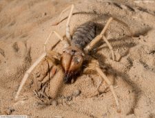 camel spider